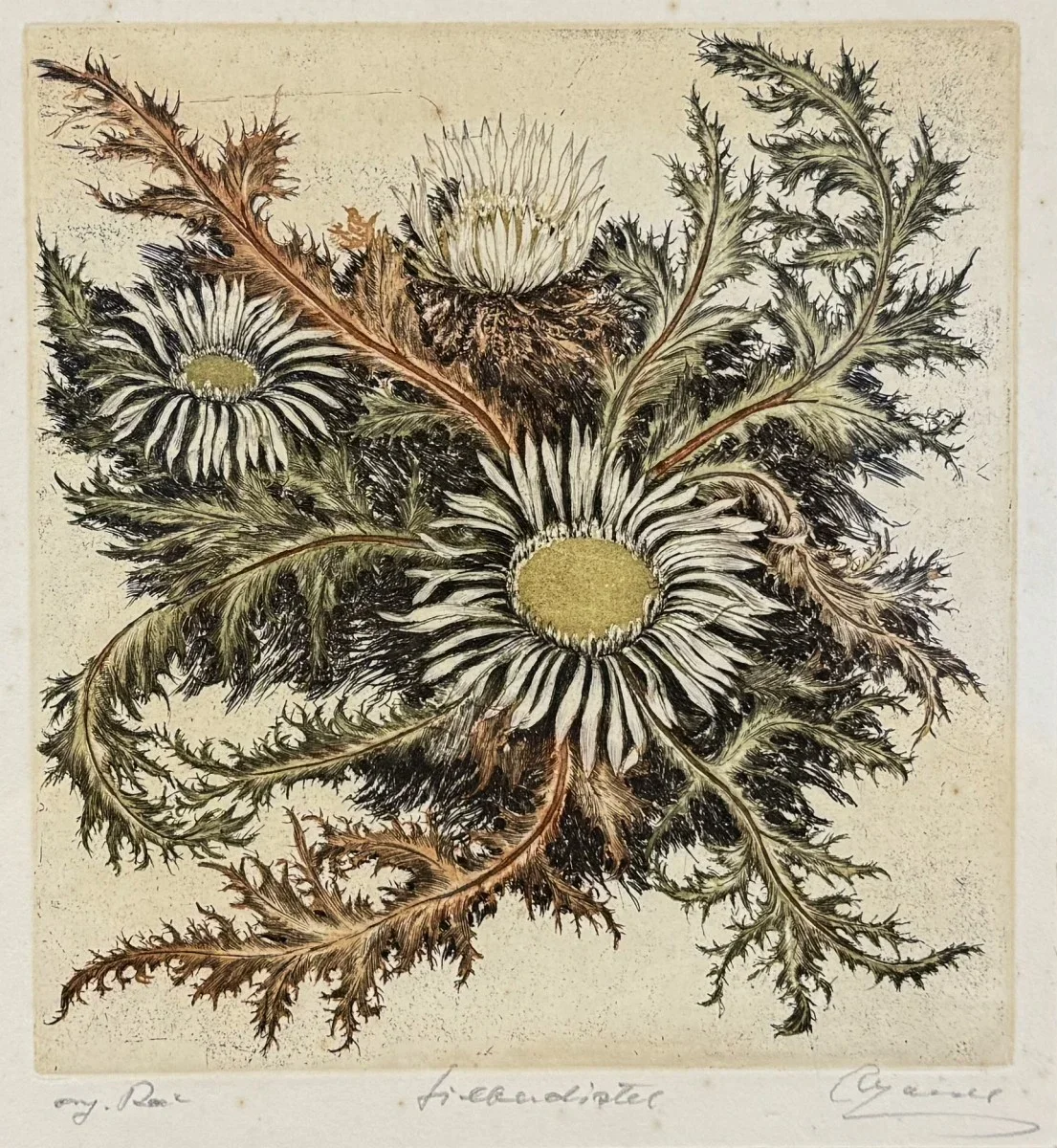 Wilhelm Loisel (geb. 1914 Radsberg/Kärnten, Ausbildung an der Wiener Akademie unter Larwin und Fahringer), "Silberdistel ", Farbradierung, signiert, Bildmaß: 18x20 cm, verglast, gerahmt, Gesamtmaß: 30x34 cm